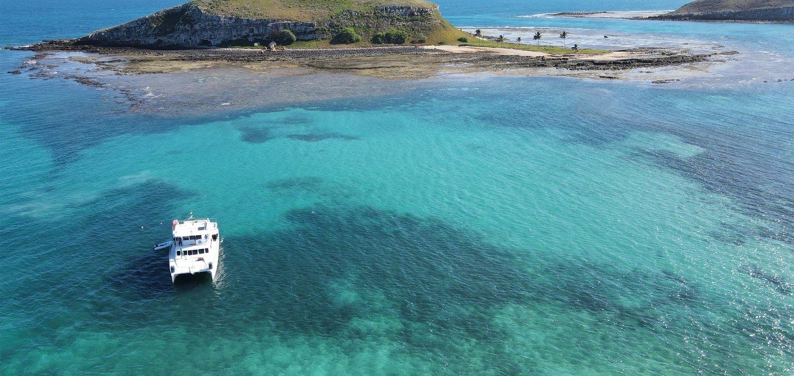 A odisseia do Budião