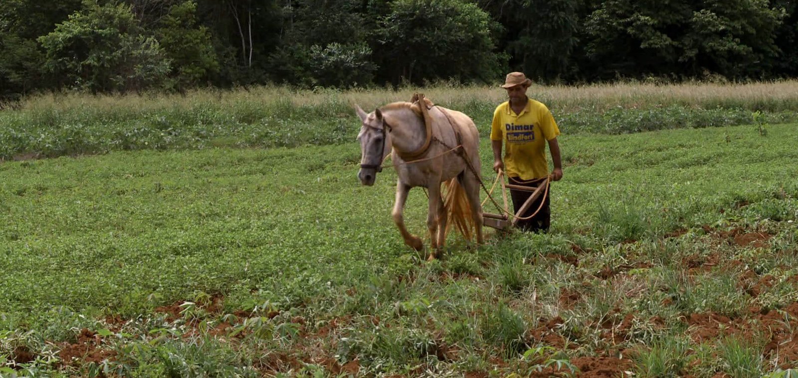 Agricultura Tamanho Família
