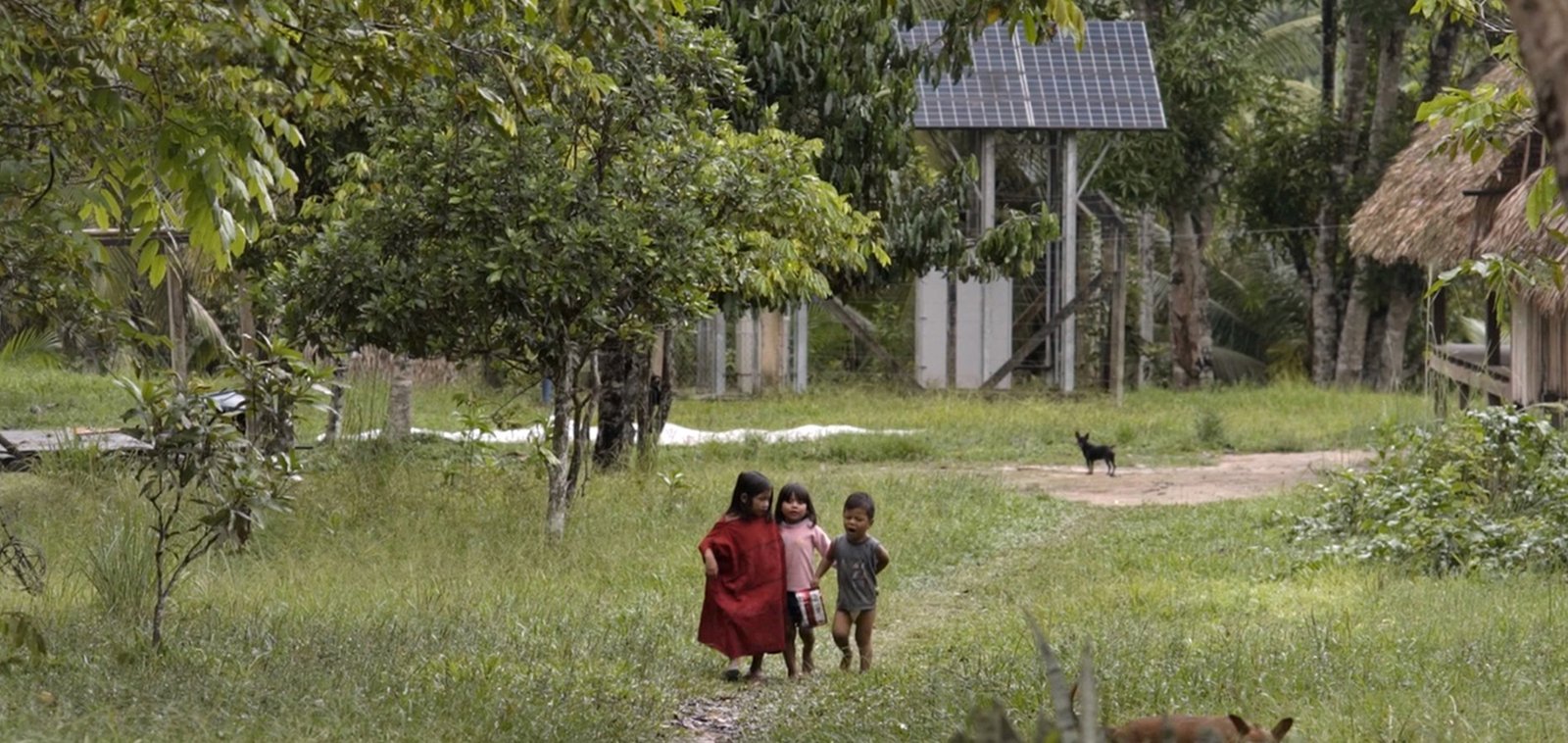 Floresta, onde a terra respira – Floresta é babaçu livre