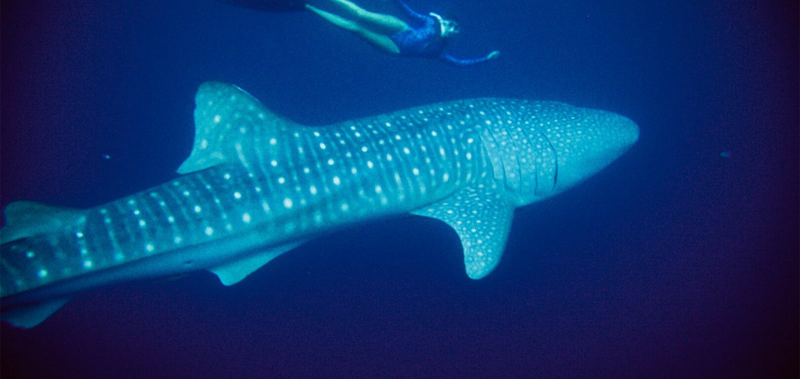 Gentle Giants