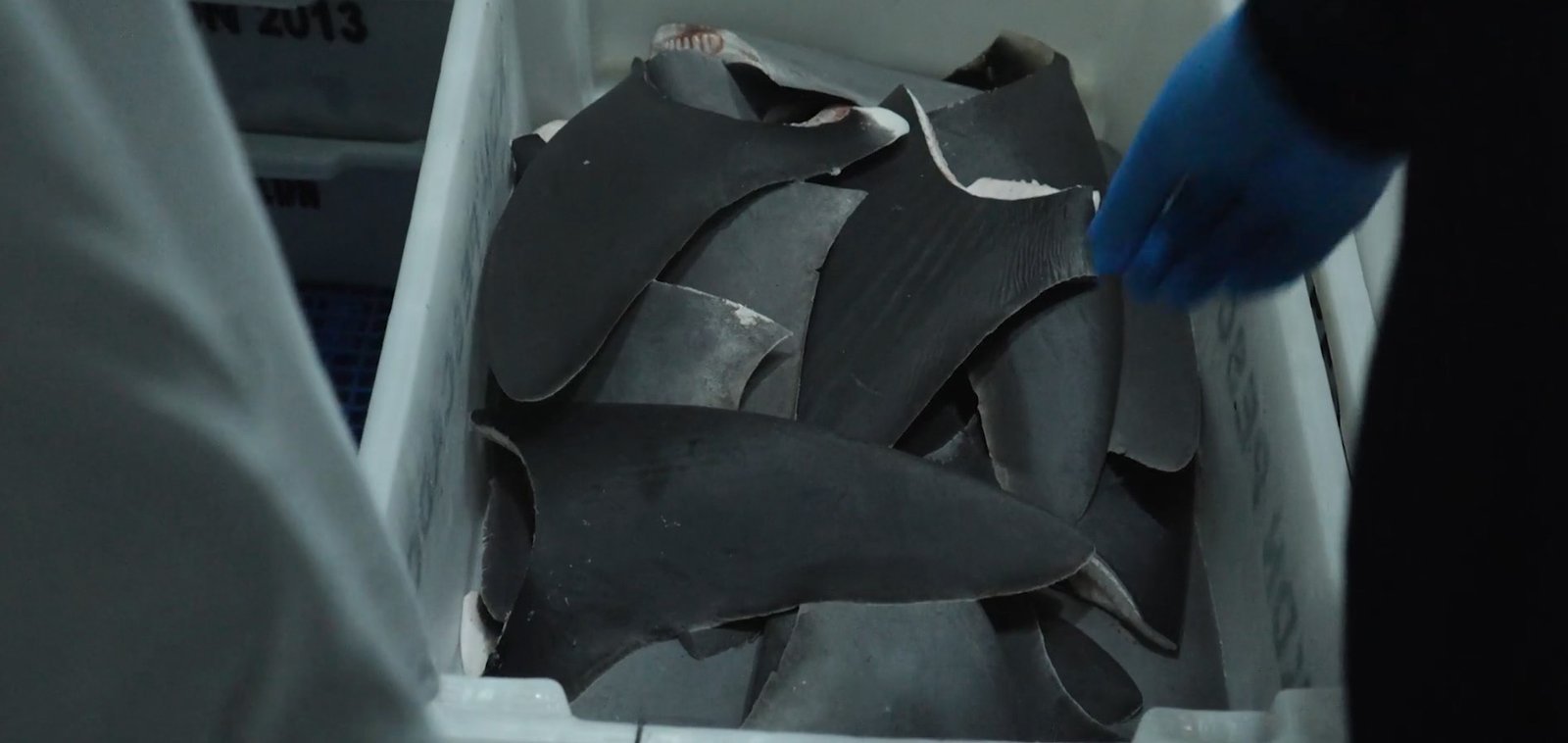 IBAMA Sea Shepherd e Barbatanas