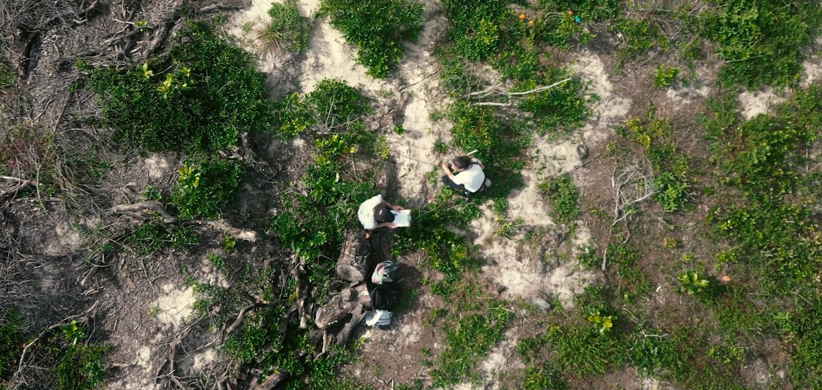 Projeto Restaura Restinga