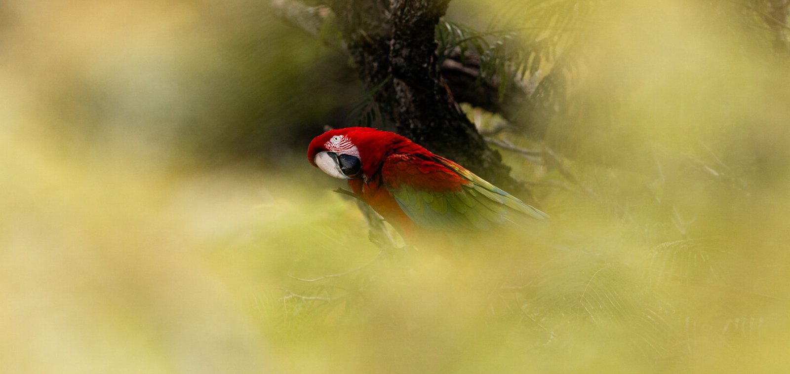 Habitantes do Brasil: Arara vermelha