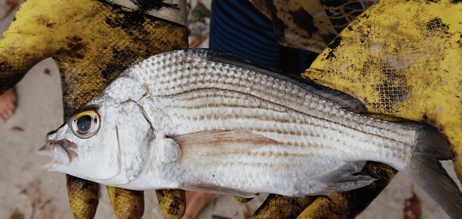 Nordeste Água e Óleo